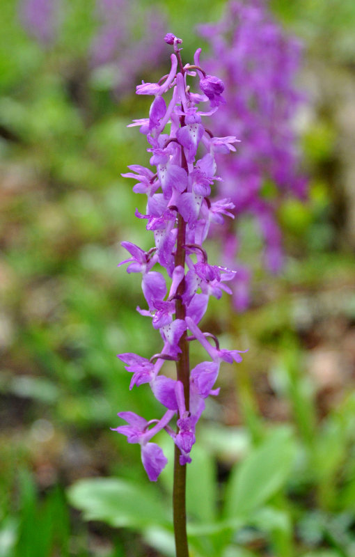 Изображение особи Orchis mascula.