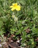 Helianthemum ovatum. Цветущее растение. Словения, между дер. Sočerga и Dvori, остепнённый луг на вершине горы. 09.05.2014.