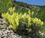 Scutellaria novorossica