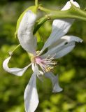 Poncirus trifoliata
