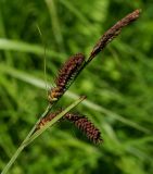 Carex schmidtii. Верхняя часть стебля с соплодиями и отцветшими тычиночными колосками. Приморский край, Надеждинский р-н, окр. пос. Давыдовка, на сыром лугу. 20.06.2014.