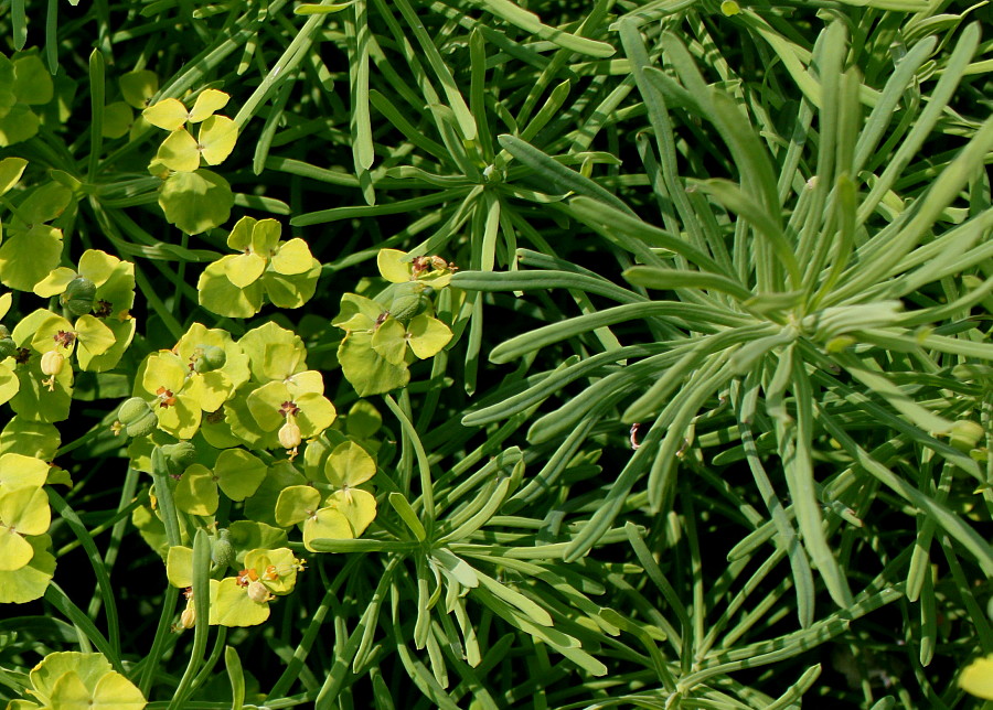 Изображение особи Euphorbia cyparissias.