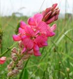 Onobrychis inermis