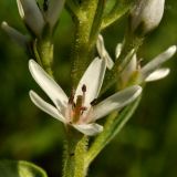 Lysimachia barystachys. Цветок. Приморский край, Уссурийский гор. округ, окр. с. Монакино, обочина дороги на покос. 29.06.2014.