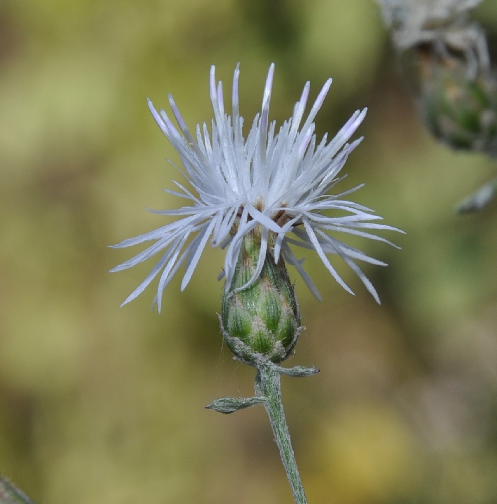 Image of Centaurea cuneifolia specimen.