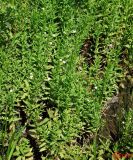 Gratiola officinalis