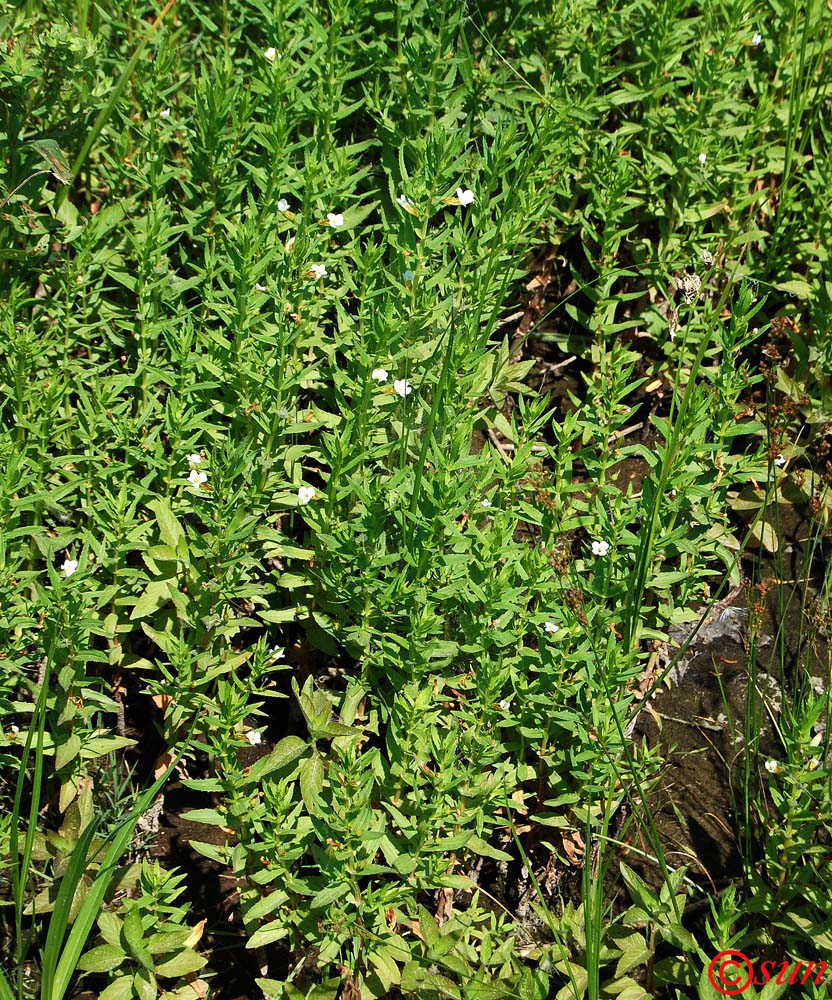 Image of Gratiola officinalis specimen.