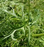 Aconitum barbatum