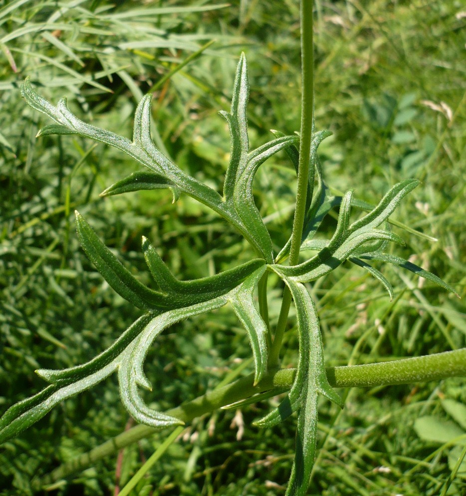 Image of Aconitum barbatum specimen.