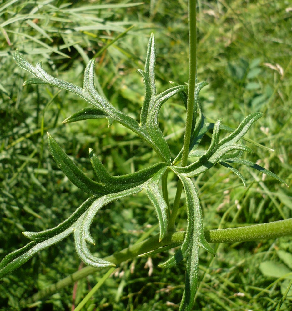 Изображение особи Aconitum barbatum.