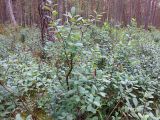 Vaccinium uliginosum. Плодоносящие растения. Тверская обл., Кимрский р-н, окр. дер. Ларцево, кустарничково-сфагновый сосняк. 11.07.2014.