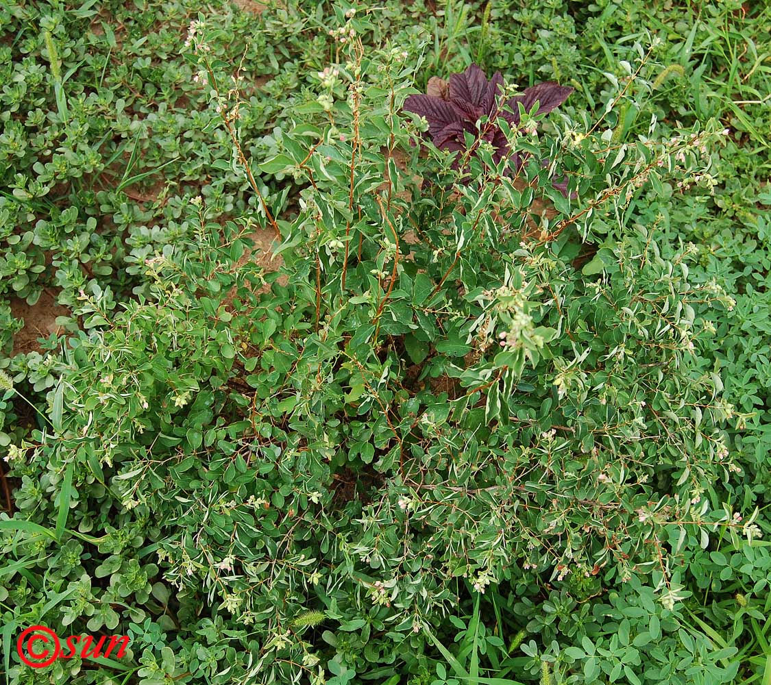 Изображение особи Symphoricarpos albus var. laevigatus.