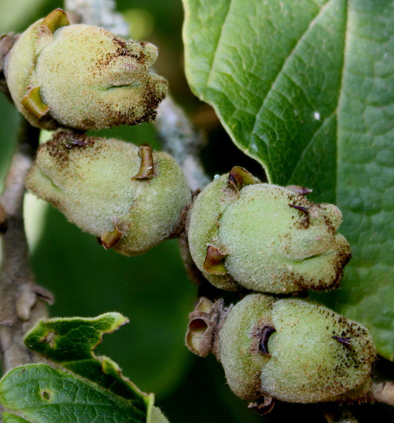 Изображение особи Hamamelis mollis.