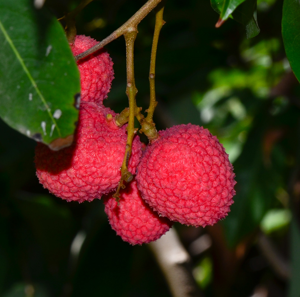 Image of Litchi chinensis specimen.