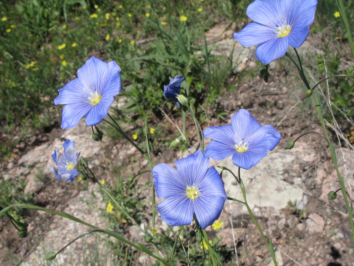 Изображение особи Linum pallescens.