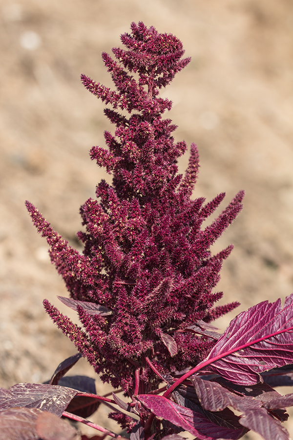 Изображение особи Amaranthus hypochondriacus.