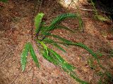 Blechnum spicant