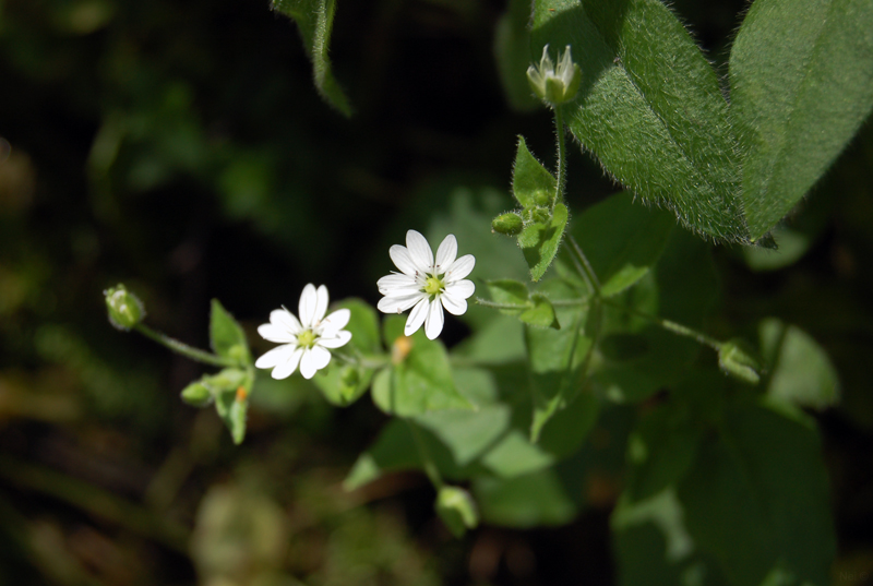 Image of Stellaria bungeana specimen.