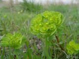 Euphorbia helioscopia