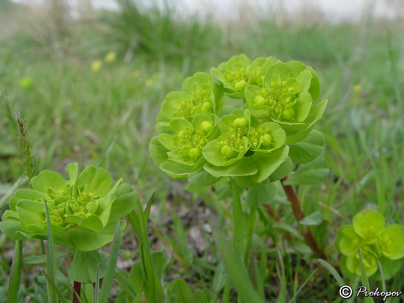 Изображение особи Euphorbia helioscopia.