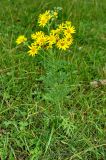 Senecio jacobaea