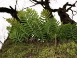 Polypodium vulgare