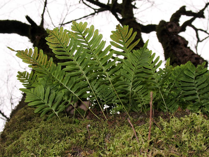 Image of Polypodium vulgare specimen.