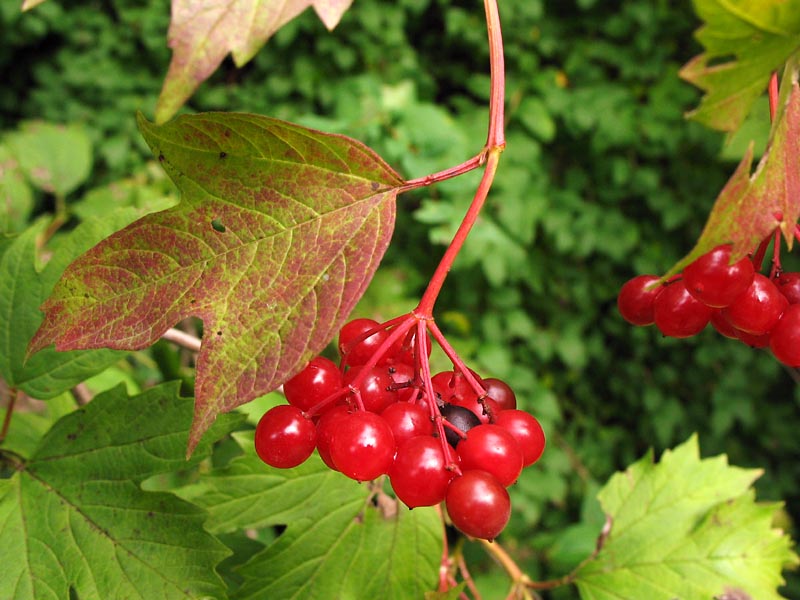 Изображение особи Viburnum opulus.