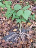 Valeriana sambucifolia. Выкопанное с корнями растение. Кольский полуостров, Кольский залив, губа Грязная. 18.09.2009.