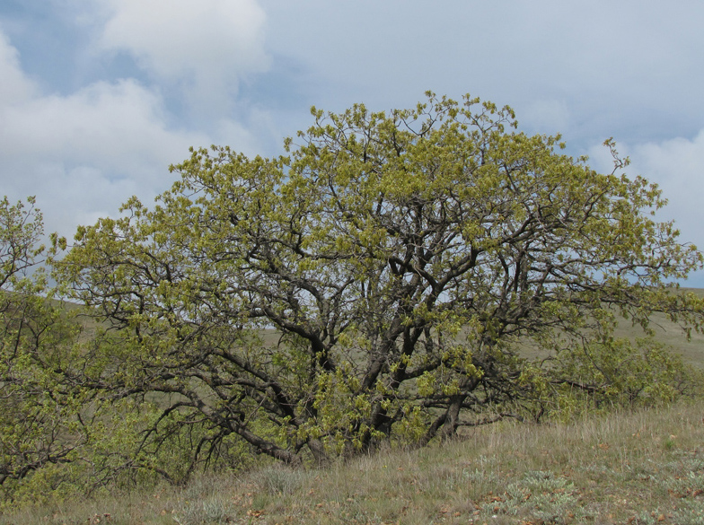 Изображение особи Quercus pubescens.