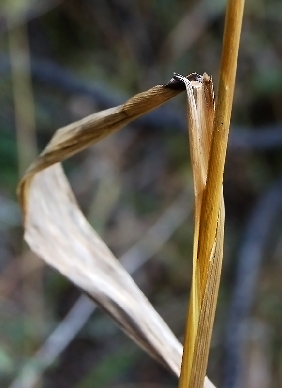 Image of Elymus excelsus specimen.