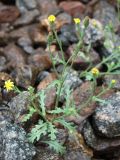 Senecio viscosus