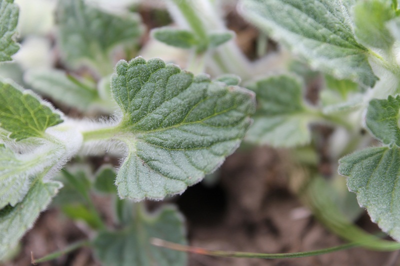 Image of Nepeta parviflora specimen.