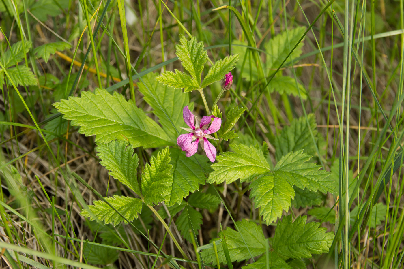 Image of Rubus arcticus specimen.