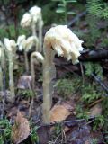 Hypopitys monotropa