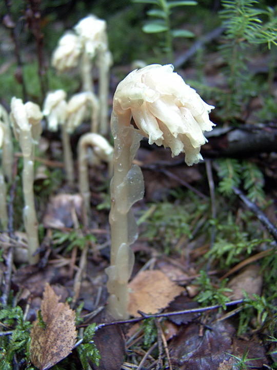 Image of Hypopitys monotropa specimen.