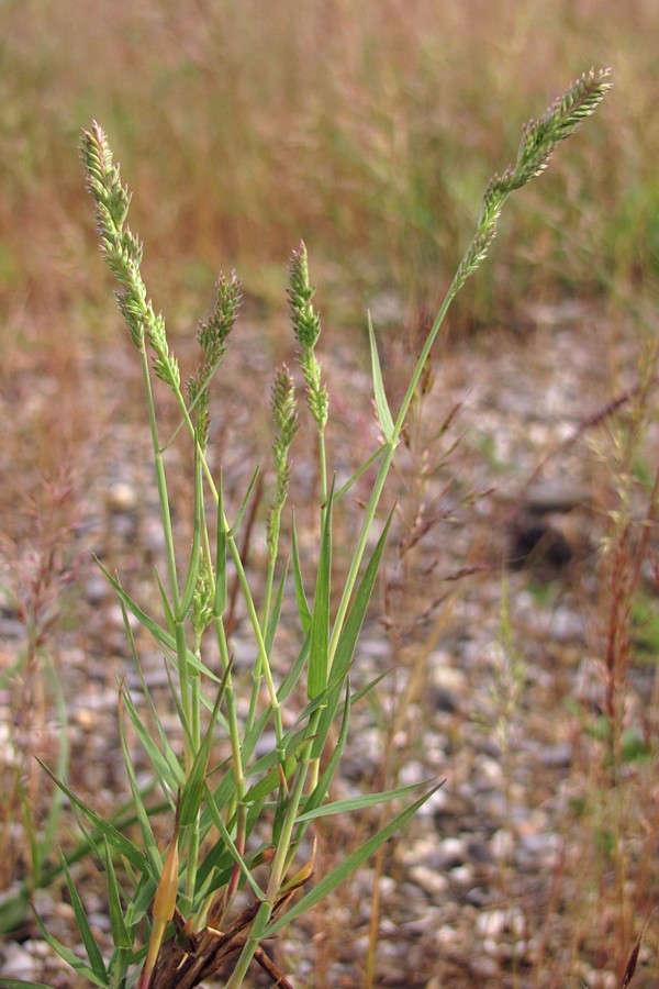 Image of Aeluropus littoralis specimen.