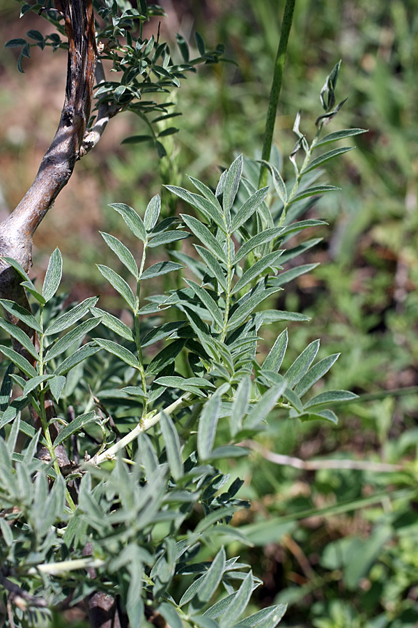 Изображение особи Astragalus ugamicus.