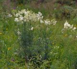 Thalictrum lucidum. Цветущие растения. Московская обл., Раменский р-н, окр. ж.-д. платформы Хрипань, просека под ЛЭП. 29.06.2015.