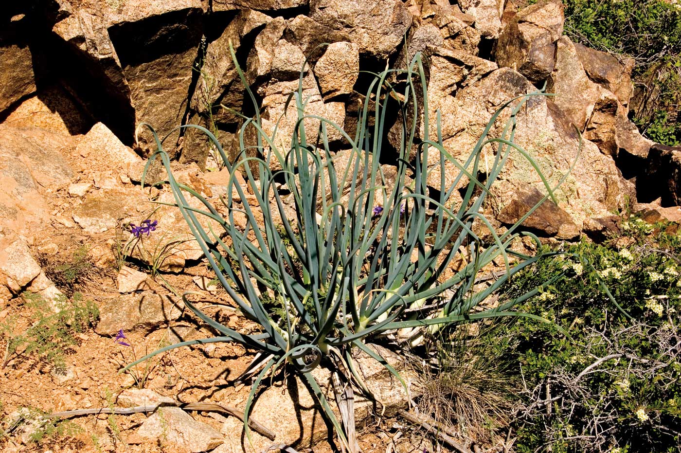 Image of Allium galanthum specimen.
