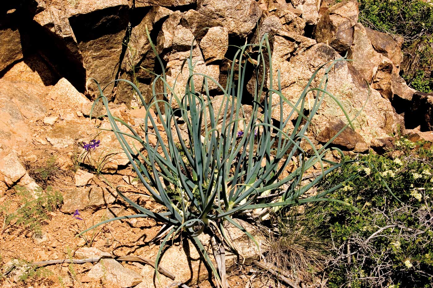 Изображение особи Allium galanthum.