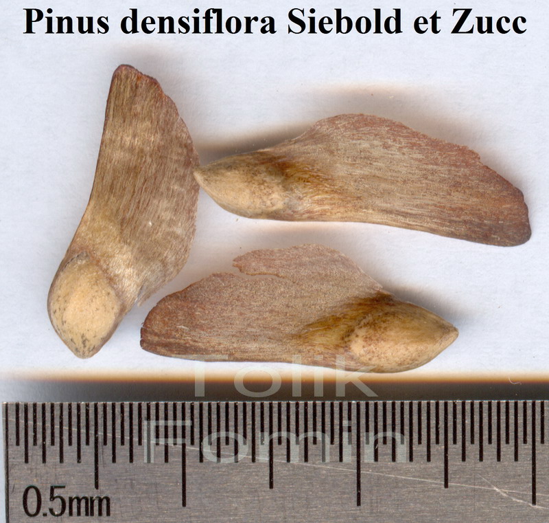 Image of Pinus densiflora specimen.