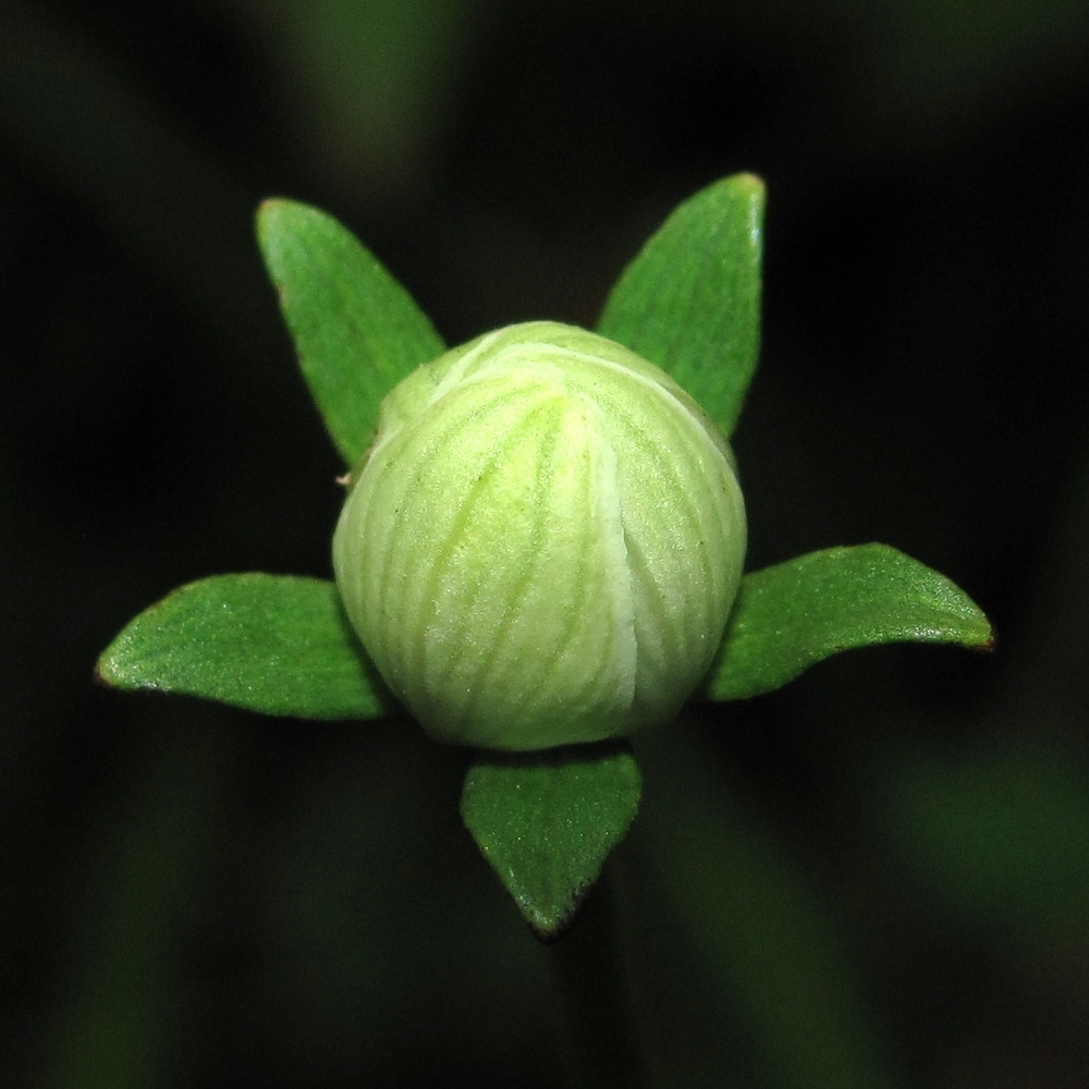 Image of Parnassia palustris specimen.