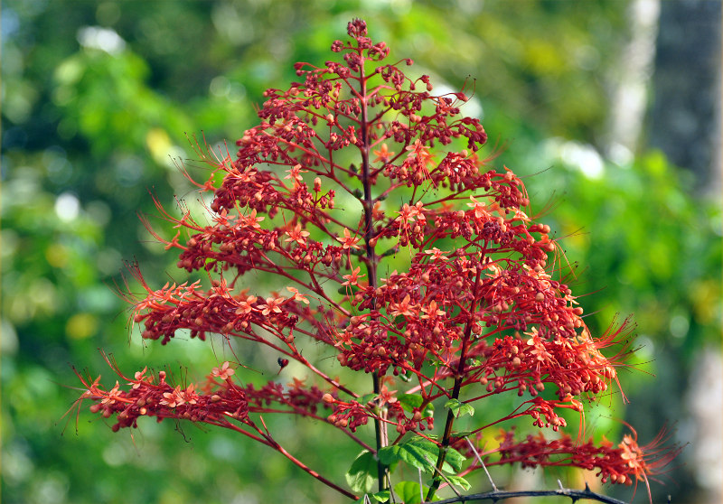 Изображение особи Clerodendrum paniculatum.