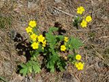 Potentilla tanacetifolia