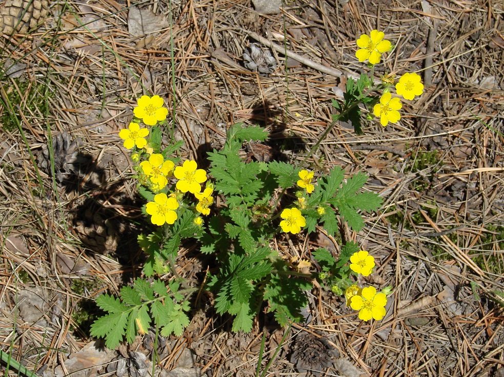 Изображение особи Potentilla tanacetifolia.