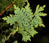 Thuja occidentalis