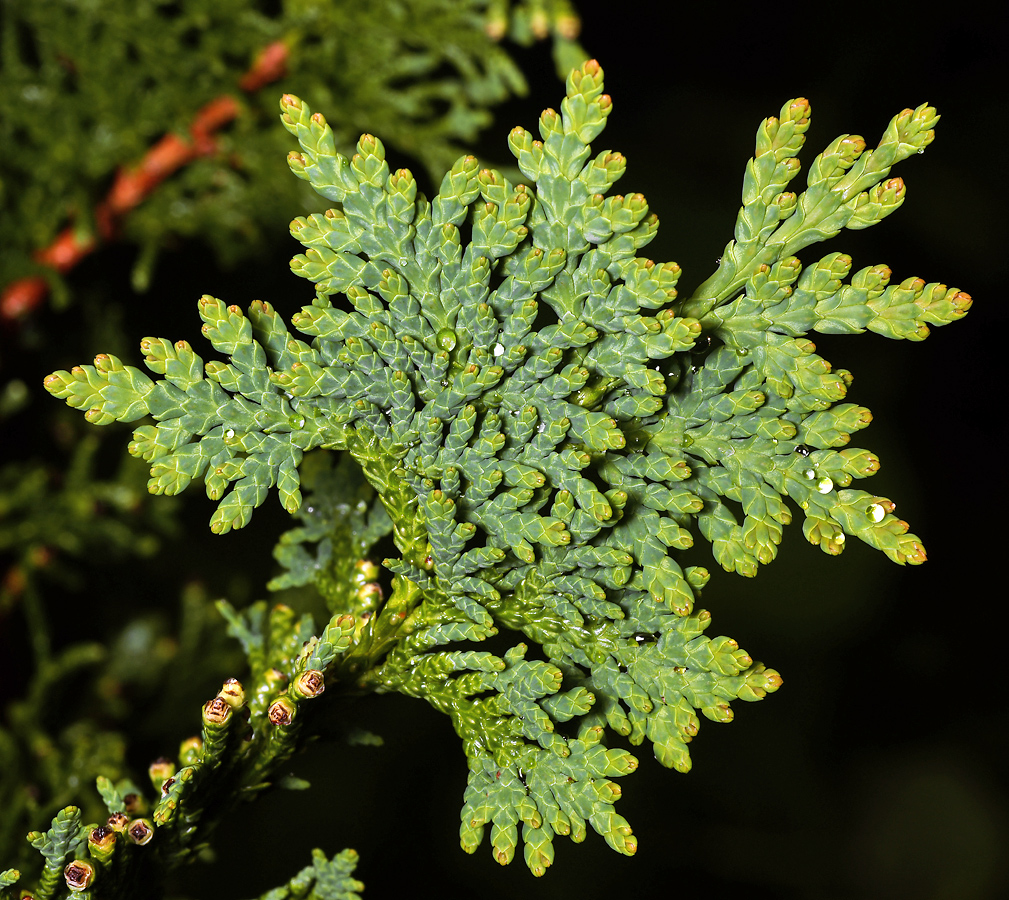 Изображение особи Thuja occidentalis.