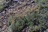 Silene microphylla