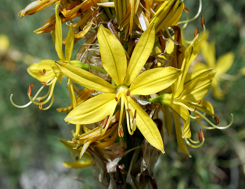 Image of Asphodeline lutea specimen.